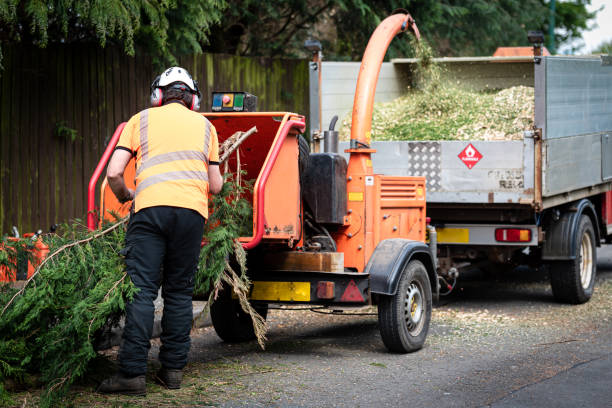 Organic Lawn Care Solutions