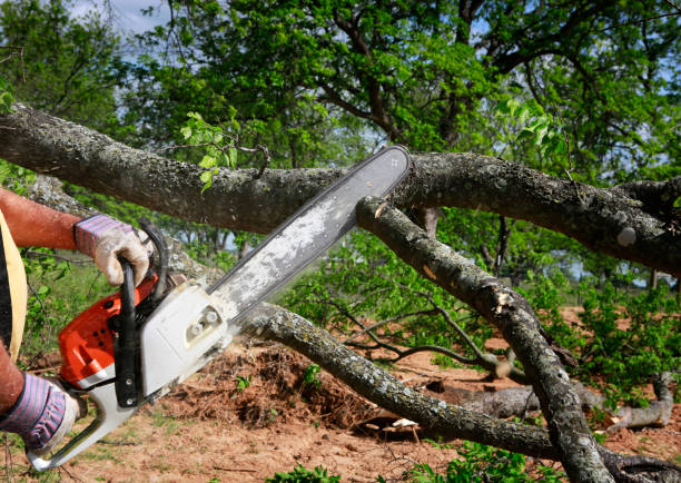 Professional Tree Care Services in Wayne, MI